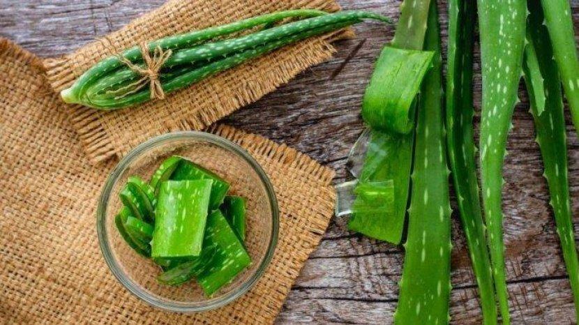 Manfaat Menakjubkan Lidah Buaya untuk Turunkan Berat Badan, Begini Cara Meraciknya