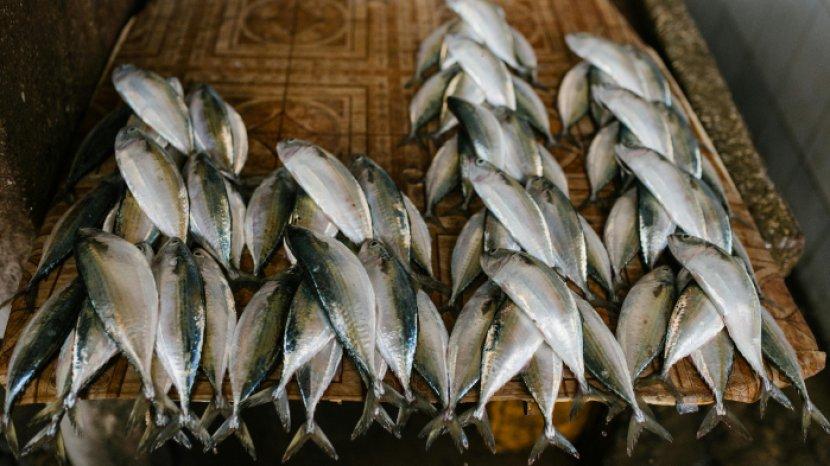 Berbahaya Bagi Tubuh Bila Dikonsumsi, Ini Daftar Ikan yang Punya Kandungan Merkuri Tinggi