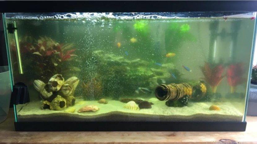 5 Tips Praktis Membersihkan Akuarium Tanpa Ribet dan Hemat Biaya