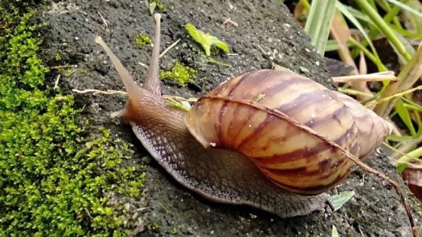 7 Tips Mengatasi Bekicot dan Siput yang Muncul di Rumah, Tuntas dengan Bahan-bahan Sederhana