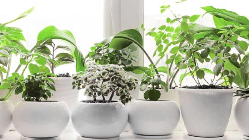 5 Tips Agar Tanaman Sehat dan Subur, Bikin Rumah Lebih Sejuk