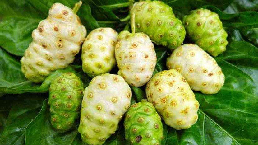 Buah Mengkudu Punya Banyak Khasiat untuk Tubuh Ternyata Berkat 8 Kandungan Zat Ini