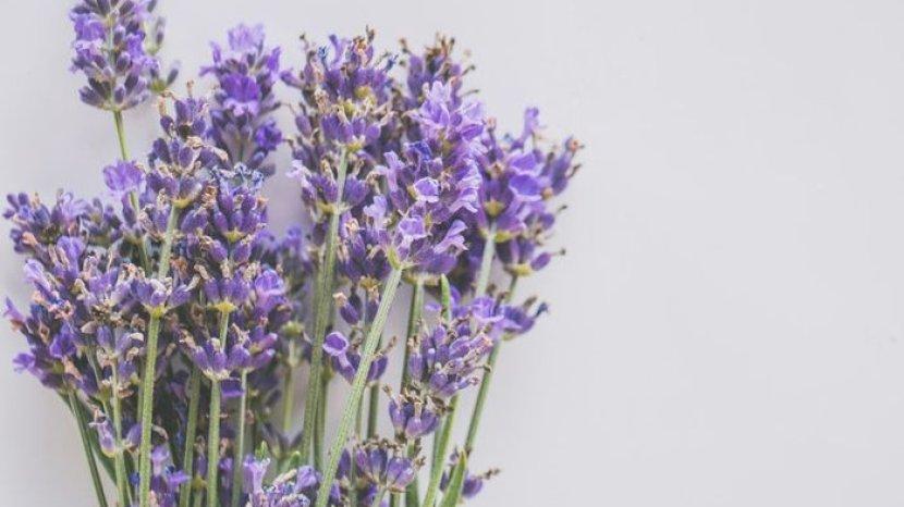 ilustrasi-bunga-lavender-yang-punya-banyak-manfaat-untuk-keperluan-rumah-tangga.jpg