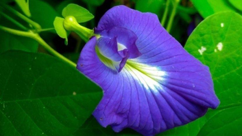 7 Manfaat Bunga Telang untuk Kesehatan, Si Cantik yang Memiliki Keajaiban Luar Biasa Bagi Tubuh