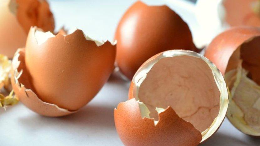 5 Cara Menggunakan Cangkang Telur Sebagai Pupuk Tanaman, Bisa Dicampur Kopi
