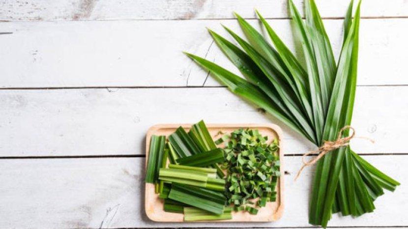 5 Manfaat Daun Pandan untuk Keperluan Rumah Tangga, Efektif dalam Menyegarkan Ruang