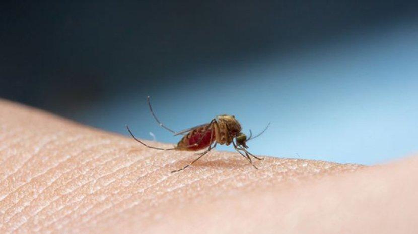 Review Arashi ARL 195 Gemini, Raket Nyamuk Berkualitas dan Efektif  dalam Sekali Tebas