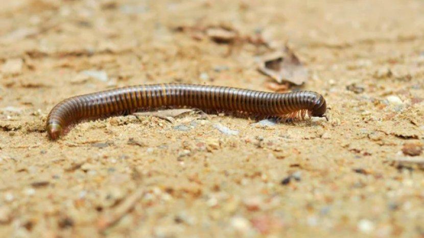 6 Tips Mengusir Keberadaan Kaki Seribu di Rumah, Dijamin Kapok Gak Balik Lagi