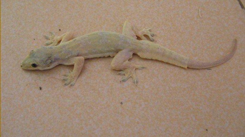 5 Tips Mengusir Cicak dari Meja Makan, Awas Bisa Mengotori Hidangan