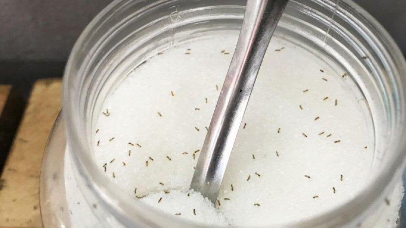 5 Tips Mengusir Semut di dalam Toples Gula Secara Mudah, Bisa Pakai Hair Dryer Loh!
