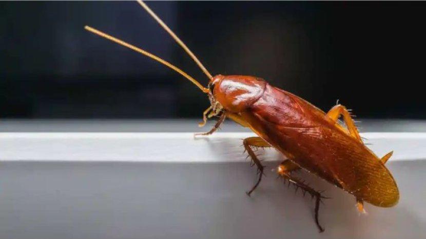 5 Tempat di Rumah yang Berpotensi Jadi Sarang Kecoa, Segera Jaga Kebersihannya