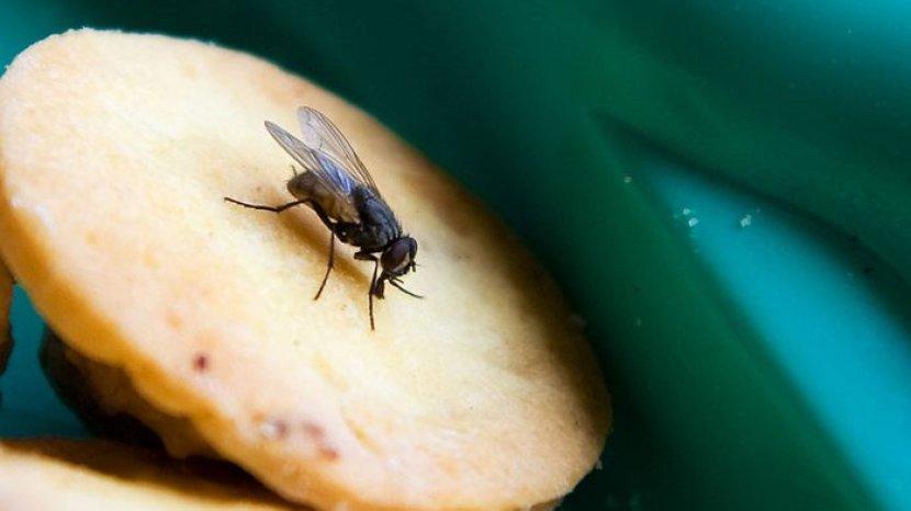 Usir Lalat Secara Alami dan Aman dengan 5 Bahan Ini, Salah Satunya Kulit Jeruk