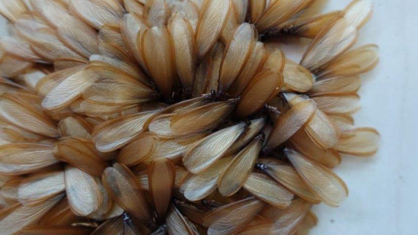 5 Tips Mengusir Laron dari Dalam Rumah, Bisa Memanfaatkan Bawang Putih