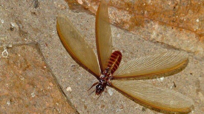 5 Tips Mengusir Laron Pakai Bahan Alami, Bisa Diterapkan Saat Musim Hujan