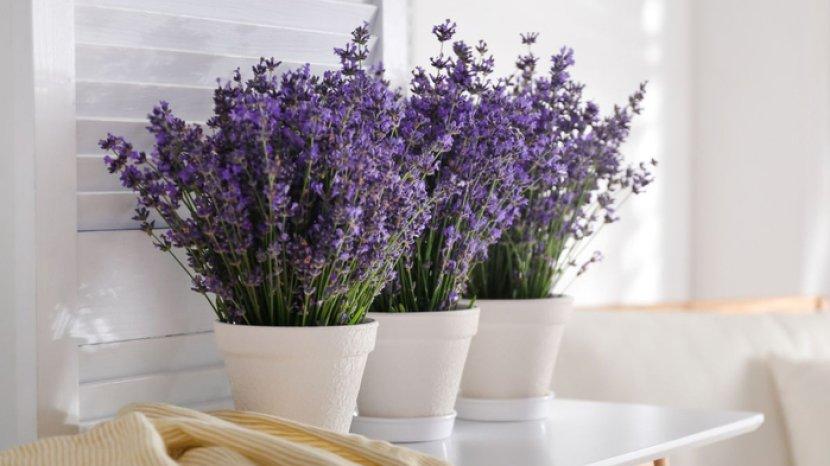6 Manfaat Menempatkan Bunga Lavender di Rumah, Jadikan Aromaterapi Hingga Mengusir Nyamuk