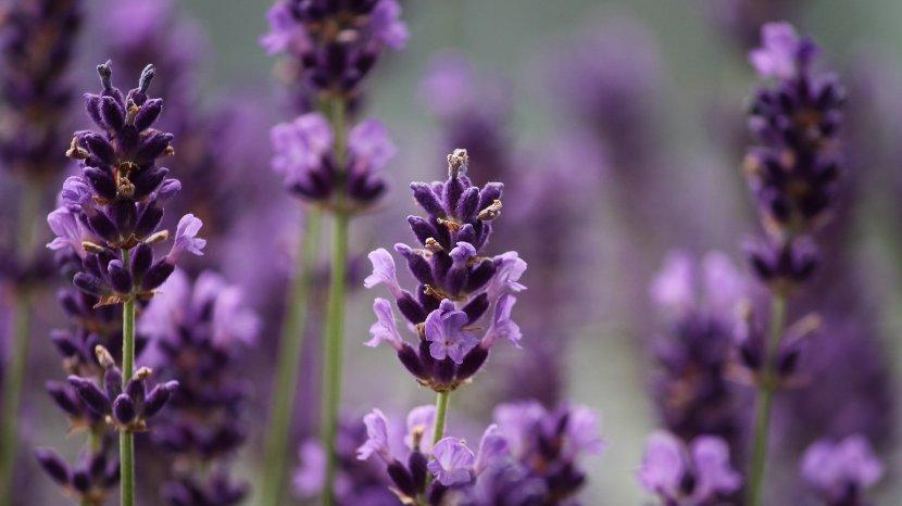 ilustrasi-lavender-yang-mampu-membuat-udara-lebih-segar-dan-sehat-serta-membuat-kulit-sehat.jpg