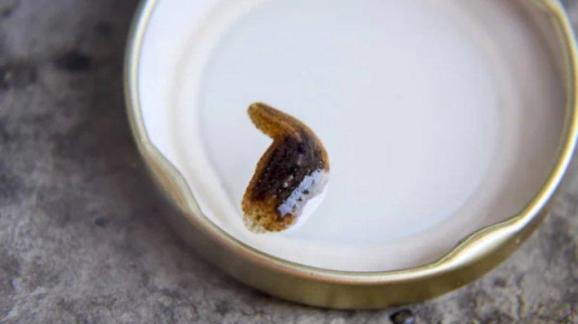 5 Tips Mengatasi Lintah yang Biasanya Muncul Saat Musim Hujan, Termasuk di Kamar Mandi