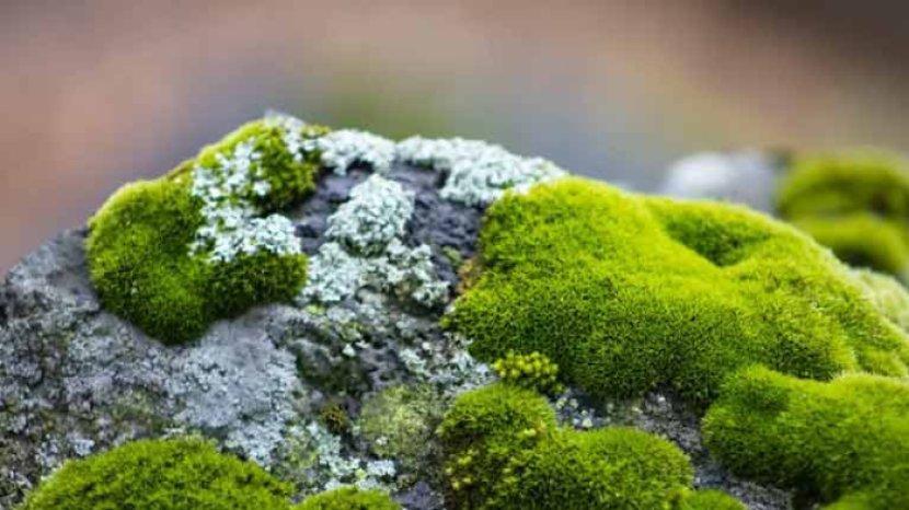 7 Tips Mengatasi Lumut di Halaman dan Teras Rumah yang Bikin Licin, Terutama Saat Musim Hujan
