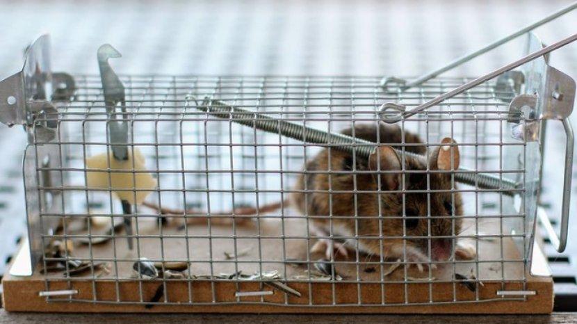Jangan Asal, Ini Tempat Terbaik untuk Pasang Perangkap Tikus Beserta Langkah yang Tepat