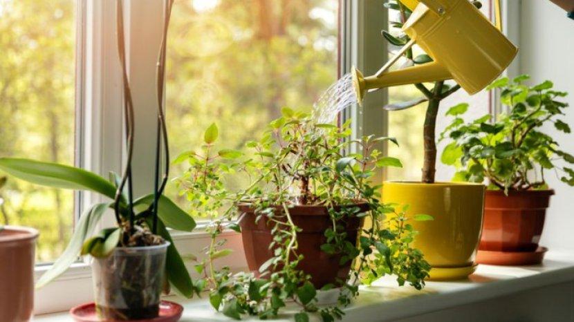 ilustrasi-menyiram-tanaman-hias-indoor-secara-tepat-supaya-tetap-subur.jpg