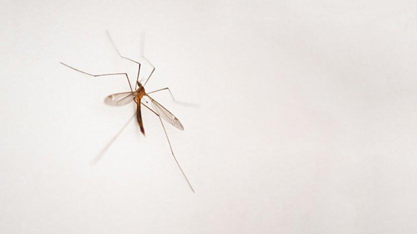 Review NOTALE Mosquito 2in1 Killer, Atasi Keberadaan Nyamuk dalam Sekali Tebas