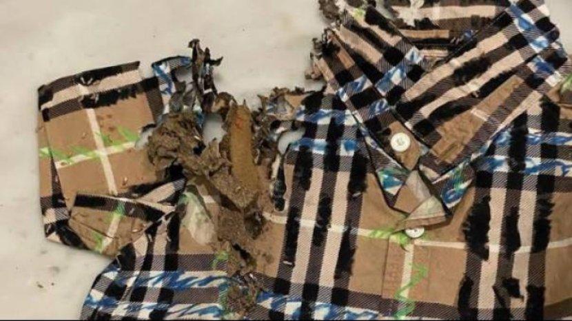 5 Tips Ampuh untuk Mengamankan Baju di Lemari dari Serangan Rayap