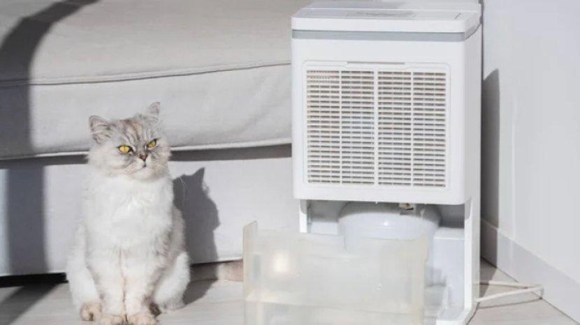 5 Rekomendasi Dehumidifier Handal, Hempas Kelembapan Berlebih Penyebab Jamur