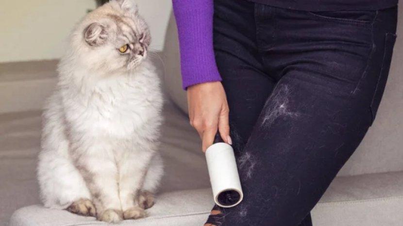 5 Tips Membersihkan Bulu Kucing yang Menempel di Baju, Efektif Gak Pakai Lama