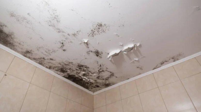 Jangan Tunggu Sampai Rusak, Simak Penyebab dan Cara Mengatasi Plafon Rumah Berjamur