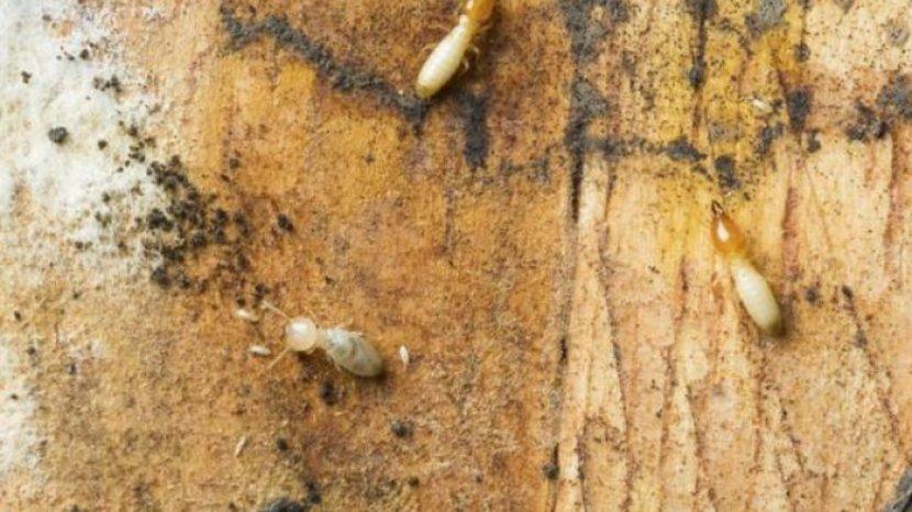 5 Tips Atasi Rayap yang Merusak Furnitur Kayu, Hanya dengan Bahan Rumahan