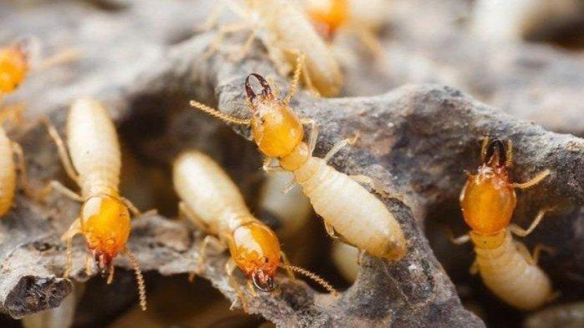 10 Bahan Alami untuk Mengatasi Rayap yang Merusak Benda