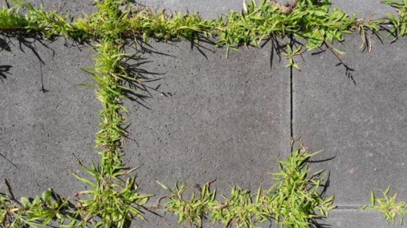 5 Tips Cegah dan Membasmi Rumput Liar di Sela Keramik, Lebih Efektif Gak Tumbuh Lagi