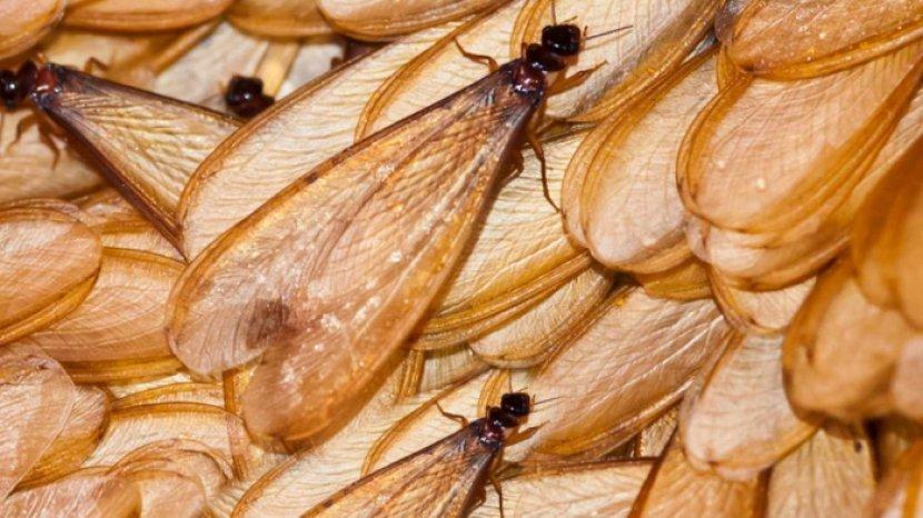 Tips Membersihkan Rontokan Sayap Laron dan Cara Mengusirnya, Dijamin Lebih Efektif