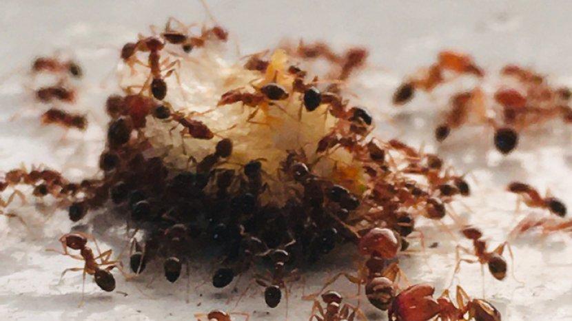 5 Tips Menghindarkan Makanan dari Serangan Semut, Termasuk di Meja Makan dan Toples