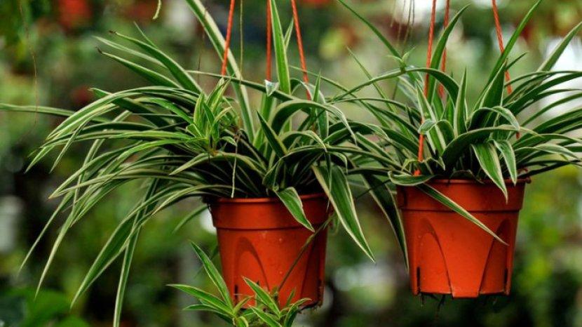 ilustrasi-spider-plant-salah-satu-tanaman-hias-yang-bisa-menyerap-polusi-udara-di-ruangan.jpg