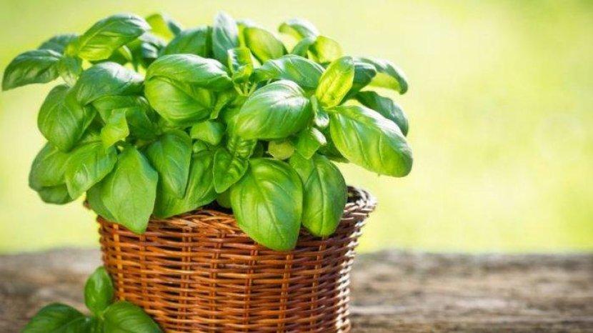 Bukan Hanya Melezatkan Makanan, Ini 4 Manfaat Kemangi untuk Keperluan Rumah