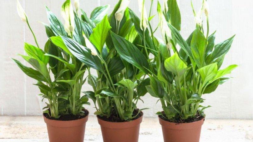 5 Tips Melembapkan Udara Ruang Tanpa Humidifier, Lebih Praktis dan Tak Keluarkan Banyak Uang