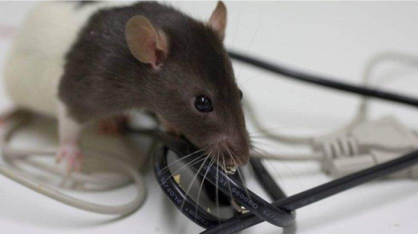ilustrasi-tikus-yang-sedang-menggigit-kabel.jpg