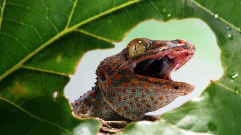 Lebih Efektif Gak Berani Balik Lagi, Lakukan 5 Cara Ini untuk Mengusir Tokek