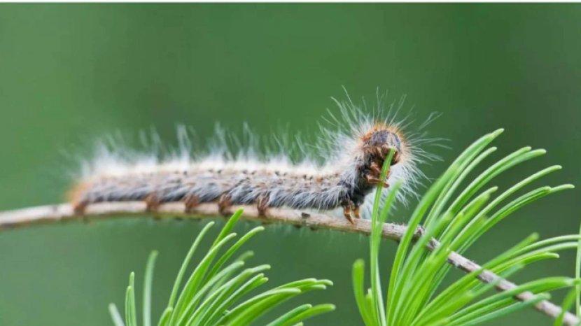ilustrasi-ulat-bulu-yang-bisa-merusak-tanaman.jpg