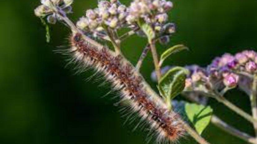 5 Cara Mengusir Ulat Bulu yang Berada di Sekitar Rumah Tanpa Insektisida