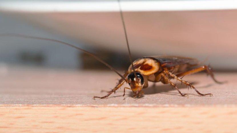 insect.jpg