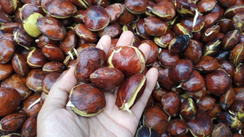 Manfaat Makan Jengkol untuk Tubuh, Bisa Menjaga Kesehatan Jantung hingga Cegah DBD Loh!