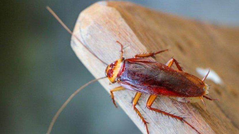 6 Tempat Persembunyian yang Paling Disukai Kecoa