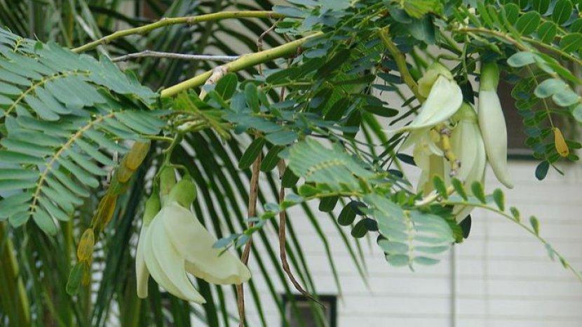 7 Manfaat Menakjubkan Kembang Turi untuk Kesehatan, Bisa Meredakan Hipertensi