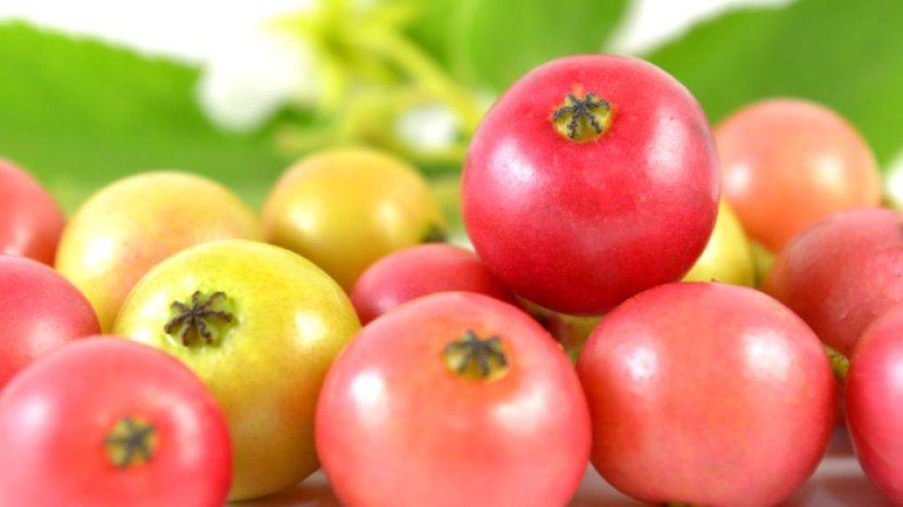 Cegah Asam Urat hingga Kanker, Ini Segudang Manfaat Buah Kersen yang Sering Tumbuh Liar