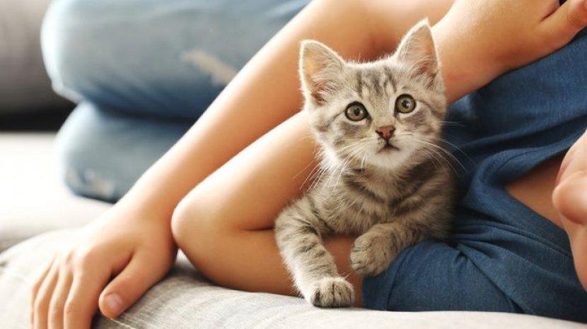 Tips dan Trik Membuat Pembalut Kain untuk Hewan Peliharaanmu