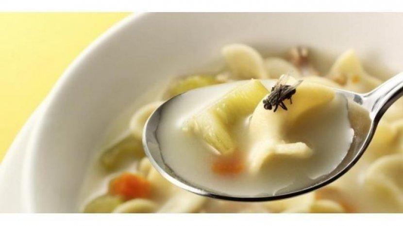 5 Tips Cepat Usir Keberadaan Lalat di Rumah, Cukup Pakai Bahan Alami Saja