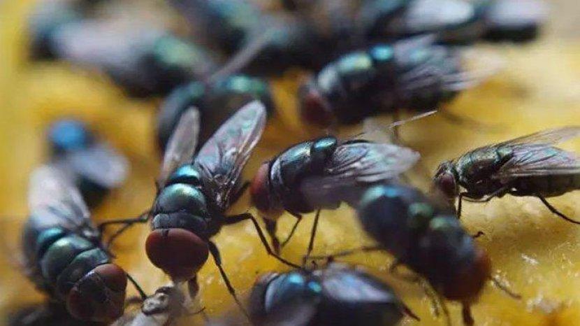 Lalat di Rumah Bikin Tak Nyaman? Yuk Usir dengan 5 Bahan Alami Ini