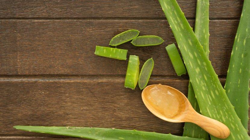 7 Manfaat Mengonsumsi Lidah Buaya atau Aloe Vera secara Rutin, Bisa Cegah Kanker Payudara